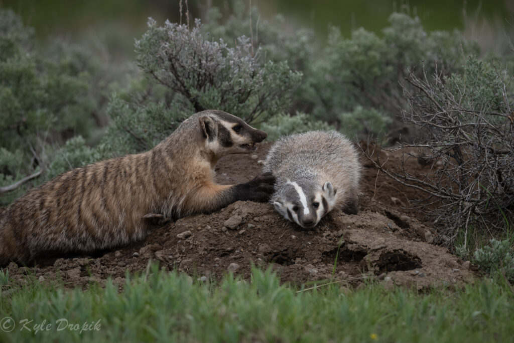 badgerwithcub