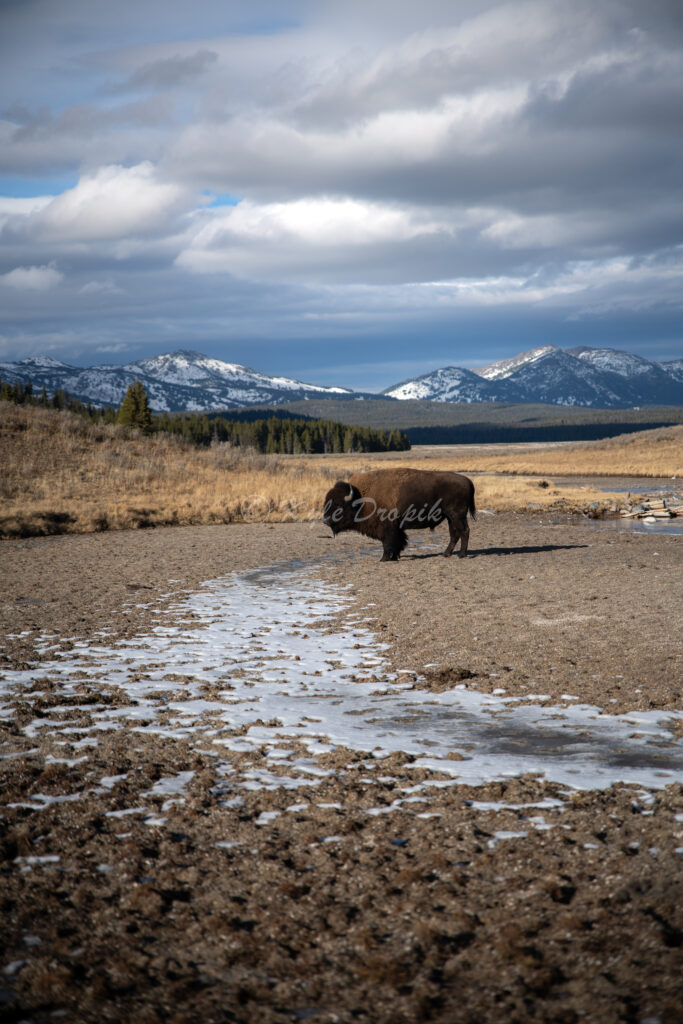 bison.portait copy