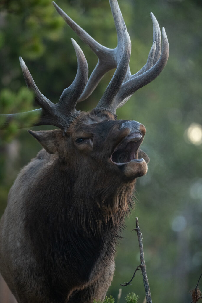 bull.elk.bugle