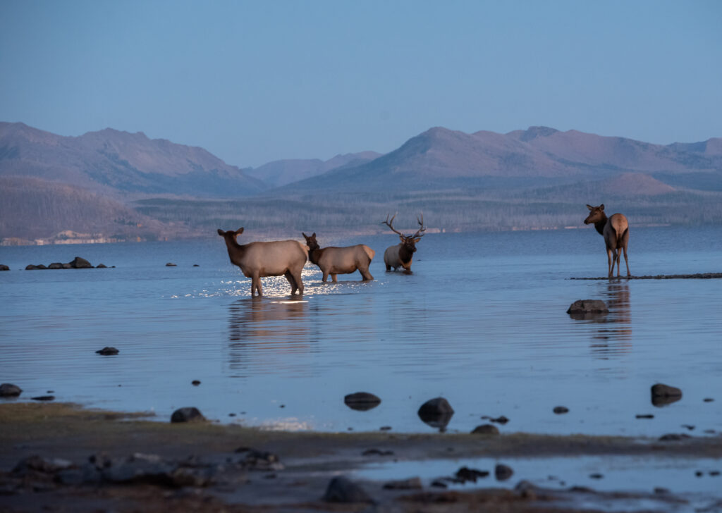 bull.elkwithherdinyellowstonelake