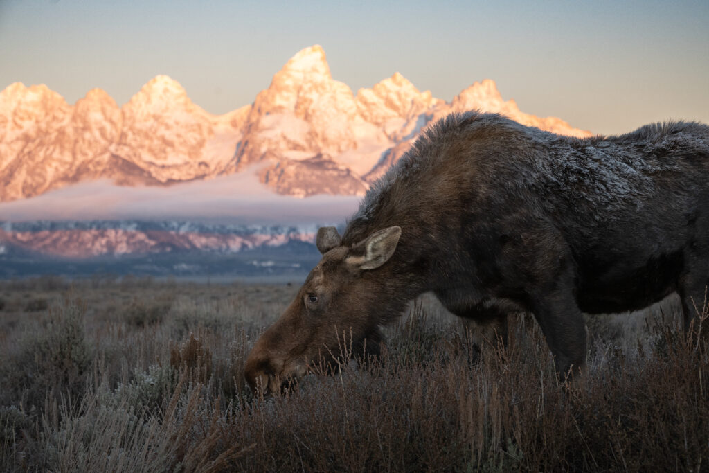 cowmoosetetonssunrise