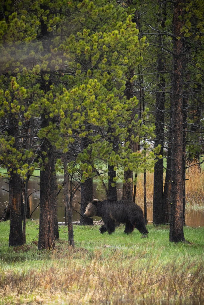 grizzlyfooter copy