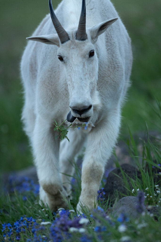 mountaingoatportait