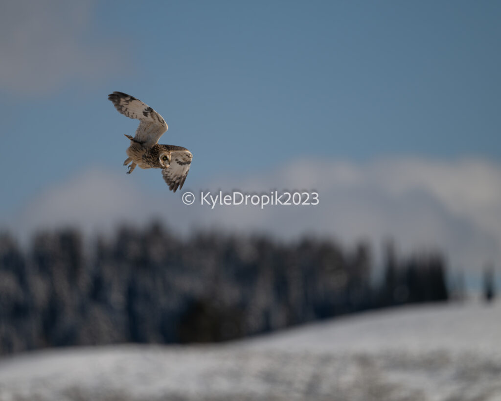 shorty.yellowstone.oct.2023